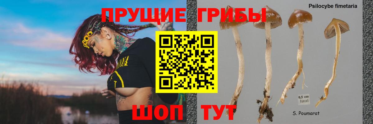 Псилоцибиновые грибы Psilocybine cubensis  Вход с VPN  Похвистнево 